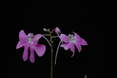 Impatiens scapiflora